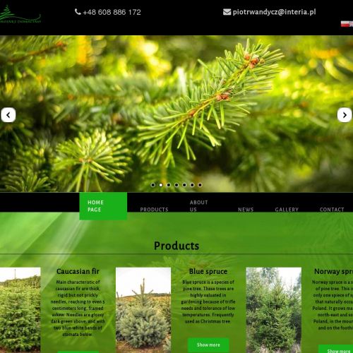 Choinka żywa z plantacji w Koszalinie