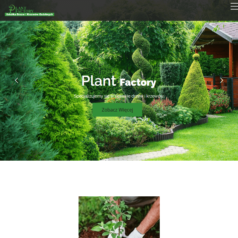 Sadzonki krzewów Grójec